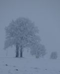 Sniegu pasidengę medžiai